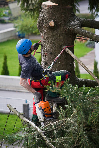 Leaf Removal in Camanche, IA